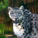 slides/IMG_4463.jpg wildlife, feline, big cat, cat, predator, fur, spot, snow, leopard, eye, steel WBCW20 - Snow Leopard